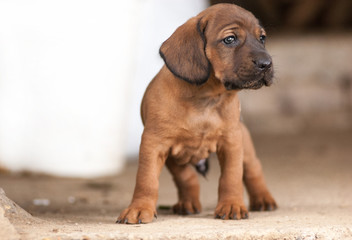 Cute Hannover bloodhound look at something - obrazy, fototapety, plakaty