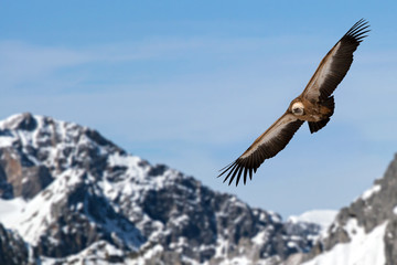 eurasian griffon 1 © stockphoto-graf