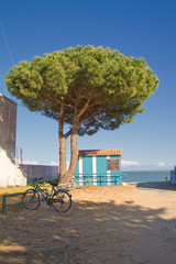 Pin maritime , plage, vŽlo &circ; Saint Denis d'OlŽron.