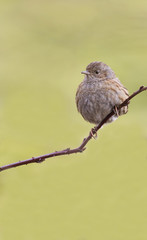 Dunnock  (Prunella modularis)