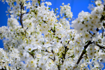 flowering spring tree on blue sky
