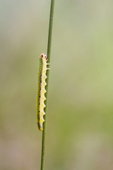 Sawfly larva  (Dolerus ferrugatus )