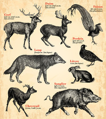 Obraz premium Zwierzęta leśne