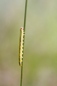 Sawfly larva  (Dolerus ferrugatus )
