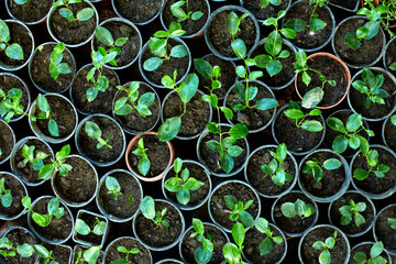 many young potted sprouts in greenery, top view