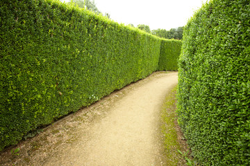geometric pattern of green hedge flowerbed