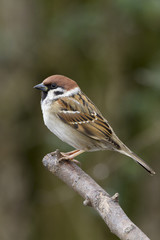 Tree sparrow