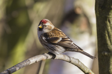 Redpoll (Carduelis flammea)