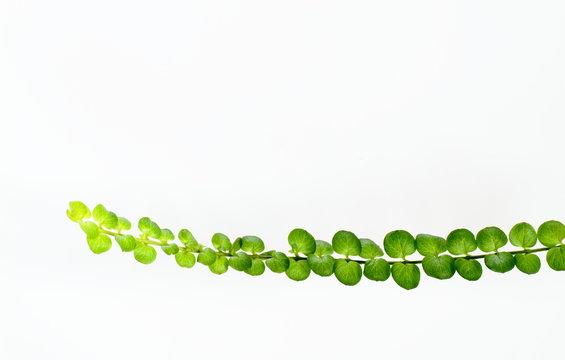 32 Best リシマキア Images Stock Photos Vectors Adobe Stock