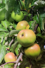 Apples on tree branch