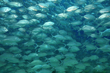 Fischformation