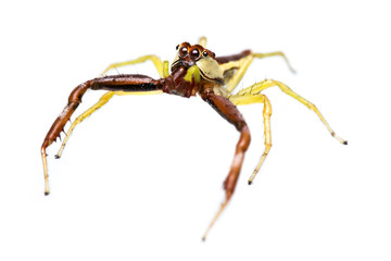 Isolated Male Epocilla calcarata Jumping Spider