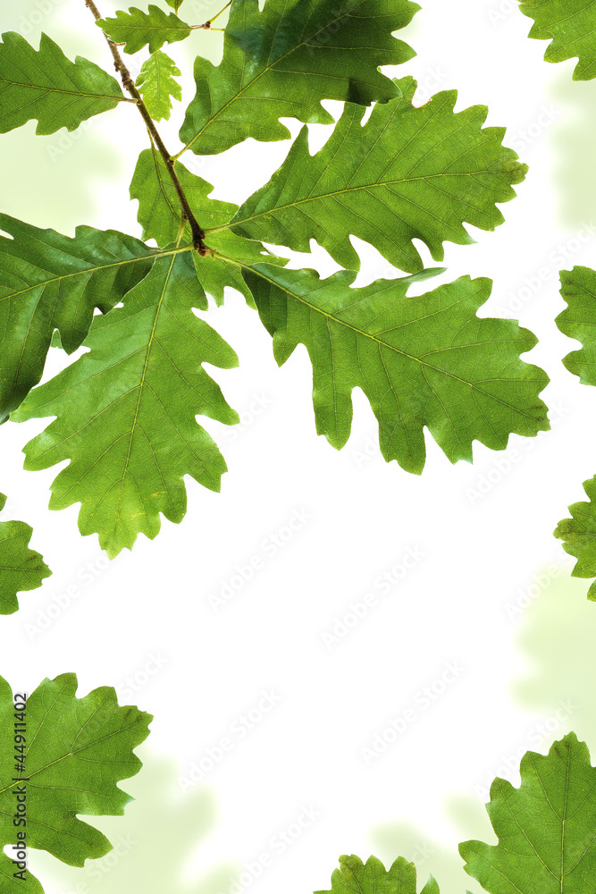 Canvas Prints oak leaves frame isolated on white with space for text