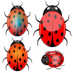 Ladybug Vectors