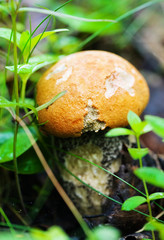 Red cap mushroom