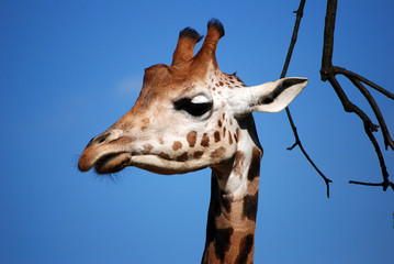 Giraffe