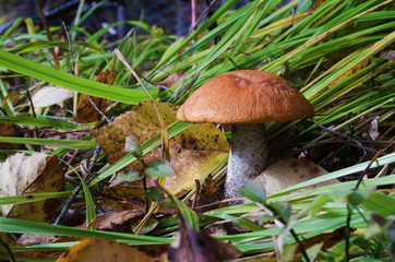 Aspen mushroom in wood