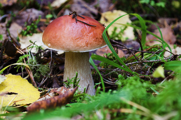 Boletus edulis