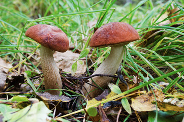 Two Aspen mushroom