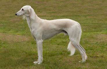 Obraz na płótnie Canvas Biały Saluki lub gazelle hound