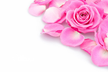 Obraz na płótnie Canvas Pink rose