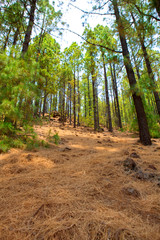 Corona Forestal in Teide National Park at Tenerife