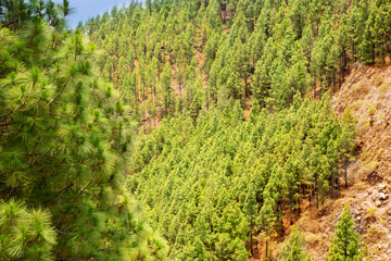 Fototapeta na wymiar Corona Forestal w Park Narodowy Teide na Teneryfie