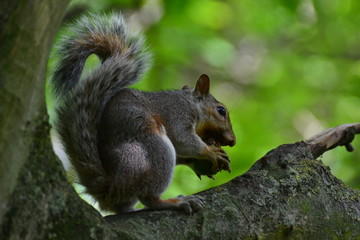 Obraz premium ecureuil londonnien 9