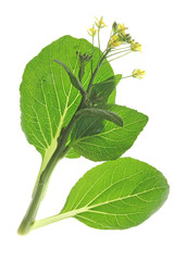Pak Choy  (Brassica rapa chinensis)