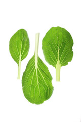 Pak Choy (Brassica rapa chinensis)