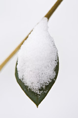 Feuille sous la neige