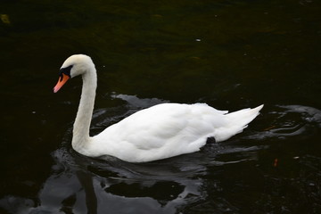 Fototapeta premium cigne 3