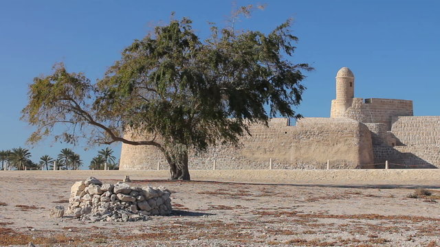 lonely tree of Qal'at al-Bahrain fort
