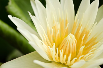 Beautiful  yellow lotus blossom