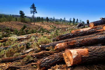 pine tree felled for timber industry in Tenerife