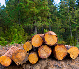 pine tree felled for timber industry in Tenerife