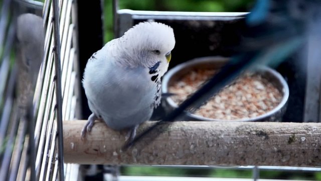 sky-blue budgie