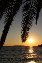Fototapeta na wymiar Palm leafs and sea in the evening, sunset