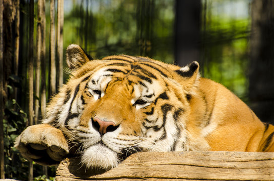 Fototapeta tiger