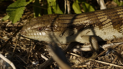 Australischer Blauzungenskink