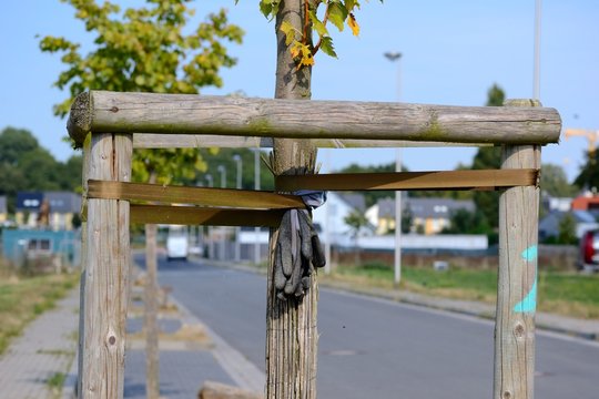 Baumbindung bei Stra&radic;&uuml;enb&radic;&sect;umen