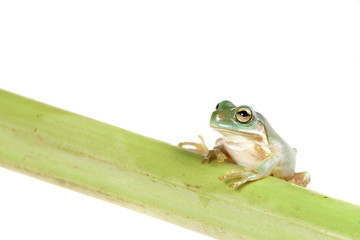 Naklejka premium Laubfrosch