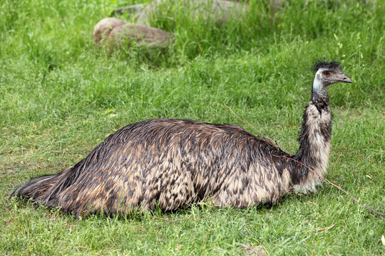 Emu