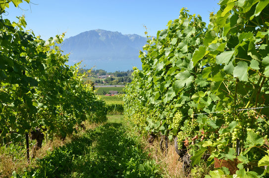 Vineyards in Lavaux region, Switzerland