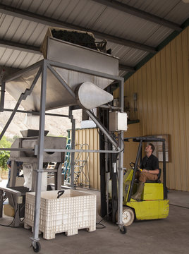 Worker dumping grapes into crusher.