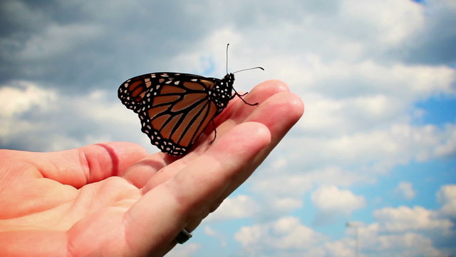 Monarch Butterfly