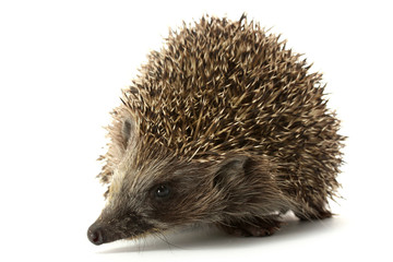 Hedgehog, isolated on white