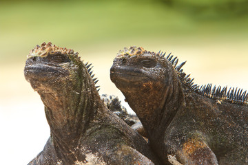 Giant Iguanas with Natural Background