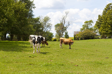 Milk Farm