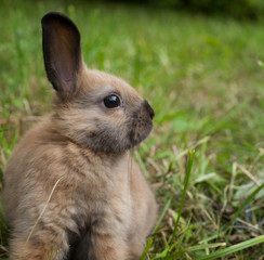 Rabbit in the grass